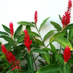 Alpinia purpurata, gingembre rouge, lavande rouge, opuhi, galanga d'Inde, Zingiberaceae, plante exotique, fleurs rouges