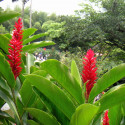 Alpinia purpurata, gingembre rouge, lavande rouge, opuhi, galanga d'Inde, Zingiberaceae, plante exotique, fleurs rouges
