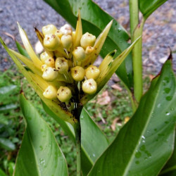 plant racines nues de Heliconia acuminata (Balisier acuminata)