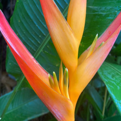 plant racines nues de Heliconia acuminata (Balisier acuminata)