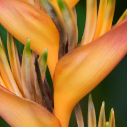 plant racines nues de Heliconia acuminata (Balisier acuminata)