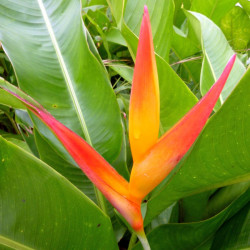 plant racines nues de Heliconia acuminata (Balisier acuminata)