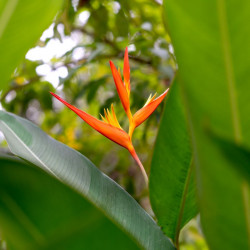 plant racines nues de Heliconia acuminata (Balisier acuminata)