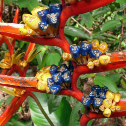 plant racines nues de Heliconia acuminata (Balisier acuminata)