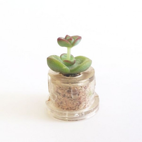 Babyplante Nymph's tulip (Crassula rupestris Hottentot) - Mini plante cactus
