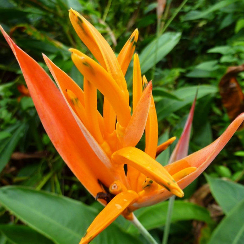 Bec De Perroquet Plante