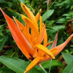 Heliconia psittacorum, balisier bec de perroquet, colibris, caraïbes, antilles, plante exotique, balisier nain