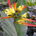 Heliconia psittacorum, balisier bec de perroquet, colibris, caraïbes, antilles, plante exotique, balisier nain