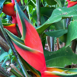 Heliconia orthotricha, griffe de homard, balisier, edge of night, plants racines nues