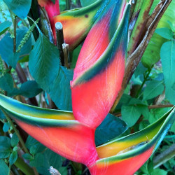 Heliconia orthotricha, griffe de homard, balisier, edge of night, plants racines nues