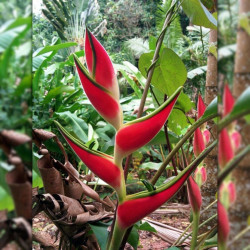 Heliconia orthotricha, griffe de homard, balisier, edge of night, plants racines nues