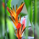 Heliconia psittacorum x spathocircinata Tropics, balisier nain, bec de perroquet, Parrot’s Beak, Parrot’s Plantain