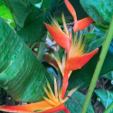 Heliconia psittacorum x spathocircinata Tropics, balisier nain, bec de perroquet, Parrot’s Beak, Parrot’s Plantain
