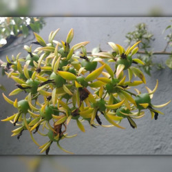 graines Pereskia aculeata Groseillier des Barbades Cactaceae cactus succulentes plante exotique