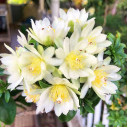 graines Pereskia aculeata Groseillier des Barbades Cactaceae cactus succulentes plante exotique