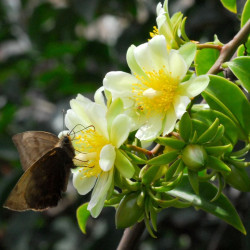graines Pereskia aculeata Groseillier des Barbades Cactaceae cactus succulentes plante exotique