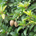 Fruits de Manilkara zapota, sapotillier, sapote, sapodilla, sapotier, sapotille, chickoo, chico, Sapotaceae