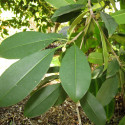 Arbre de Manilkara zapota, sapotillier, sapote, sapodilla, sapotier, sapotille, chickoo, chico, Sapotaceae