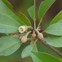 Fleurs de Manilkara zapota, sapotillier, sapote, sapodilla, sapotier, sapotille, chickoo, chico, Sapotaceae