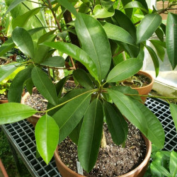 Arbre de Manilkara zapota, sapotillier, sapote, sapodilla, sapotier, sapotille, chickoo, chico, Sapotaceae