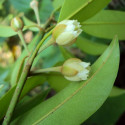 Fleurs de Manilkara zapota, sapotillier, sapote, sapodilla, sapotier, sapotille, chickoo, chico, Sapotaceae