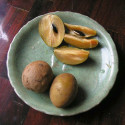 Fruits et graines de Manilkara zapota, sapotillier, sapote, sapodilla, sapotier, sapotille, chickoo, chico, Sapotaceae