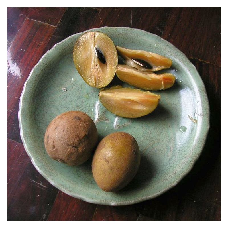 5 graines Manilkara zapota ou Achras sapota (Sapotillier, sapodilla)