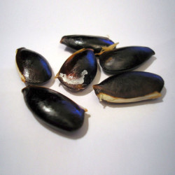 Graines de Manilkara zapota, sapotillier, sapote, sapodilla, sapotier, sapotille, chickoo, chico, Sapotaceae