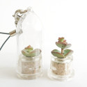 Babyplante Nymph's tulip (Crassula rupestris Hottentot) - Mini plante cactus porte clé