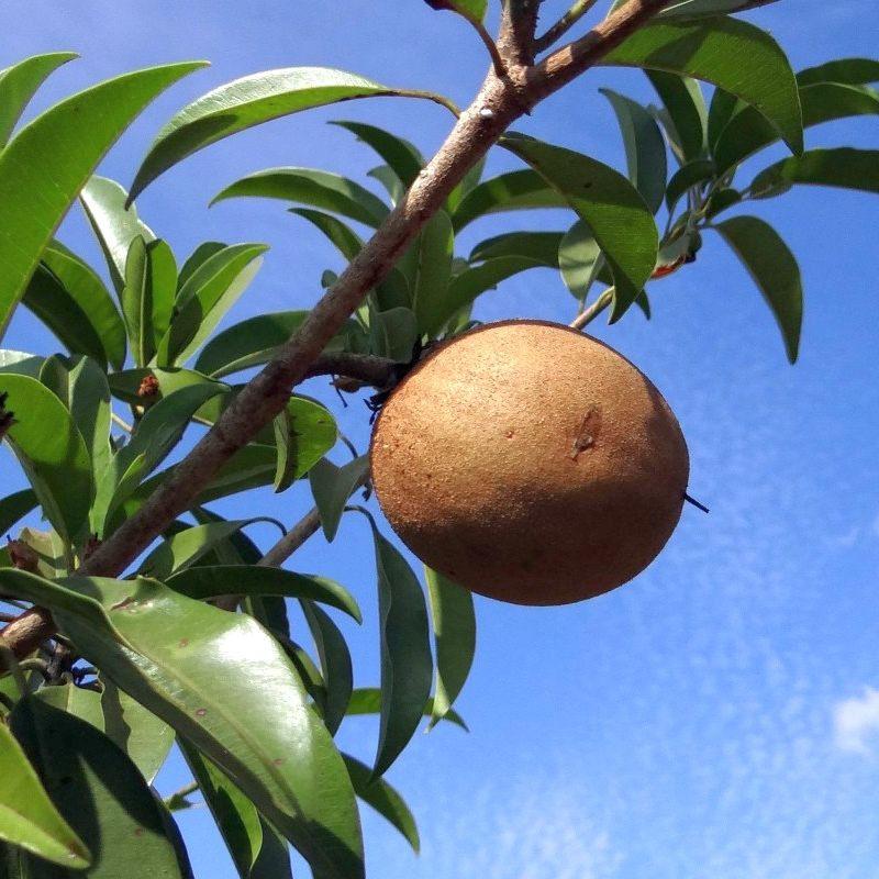 5 graines Manilkara zapota ou Achras sapota (Sapotillier, sapodilla)