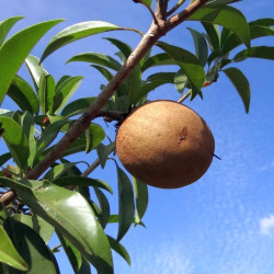 Fruit de Manilkara zapota, sapotillier, sapote, sapodilla, sapotier, sapotille, chickoo, chico, Sapotaceae