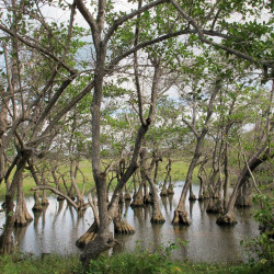 Annona glabra, Anone des marais, graines, fruits, Annonaceae, pomme des marais, corossolier des marais, Pond Apple Tree