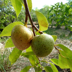 Annona glabra, Anone des marais, graines, fruits, Annonaceae, pomme des marais, corossolier des marais, Pond Apple Tree