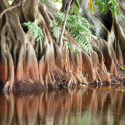 Annona glabra, Anone des marais, graines, fruits, Annonaceae, pomme des marais, corossolier des marais, Pond Apple Tree