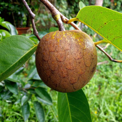 Annona glabra, Anone des marais, graines, fruits, Annonaceae, pomme des marais, corossolier des marais, Pond Apple Tree