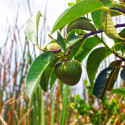 Annona glabra, Anone des marais, graines, fruits, Annonaceae, pomme des marais, corossolier des marais, Pond Apple Tree