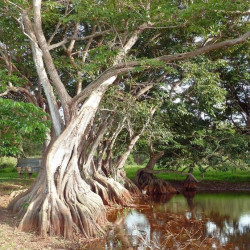 Annona glabra, Anone des marais, graines, fruits, Annonaceae, pomme des marais, corossolier des marais, Pond Apple Tree