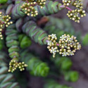 Cactus succulente Crassula rupestris Hottentot fleurs