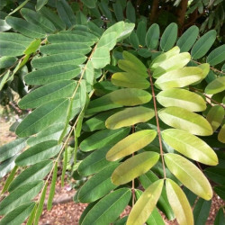 graines de Senna Siamea, Séné du Siam, Cassia ou Casse du Siam, Siamese cassia, kassod tree, cassod tree, Cassia tree