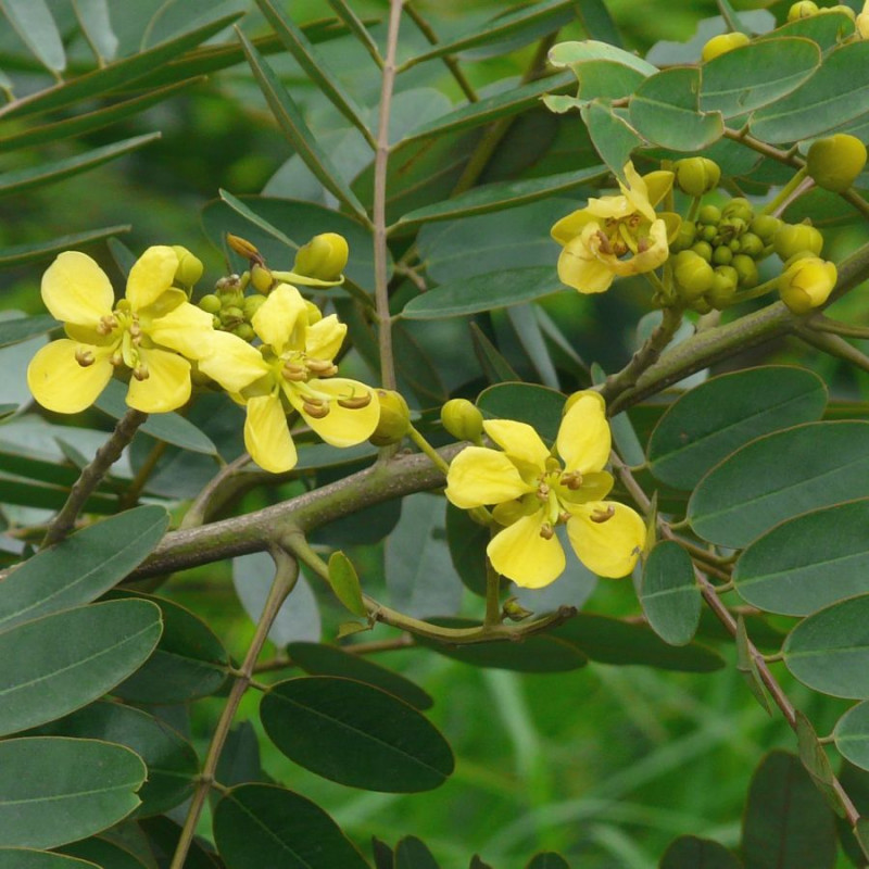 Poudre De Feuilles De Séné 300g à 2kg - Cassia Senna L - Naturelle - Expiration 12/2027 - Marque YouHerbit