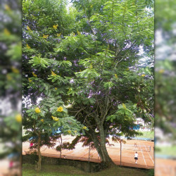 graines de Senna Siamea, Séné du Siam, Cassia ou Casse du Siam, Siamese cassia, kassod tree, cassod tree, Cassia tree