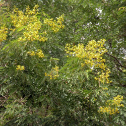 graines de Senna Siamea, Séné du Siam, Cassia ou Casse du Siam, Siamese cassia, kassod tree, cassod tree, Cassia tree