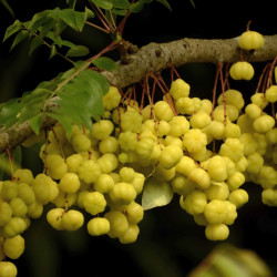 graines de Phyllanthus acidus, surelier, girembellier, surette, groseille étoilée