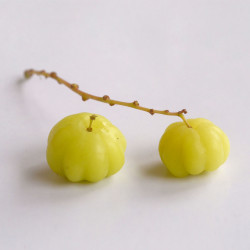 graines de Phyllanthus acidus, surelier, girembellier, surette, groseille étoilée