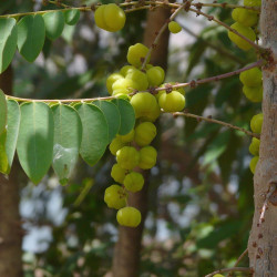 graines de Phyllanthus acidus, surelier, girembellier, surette, groseille étoilée