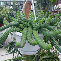 Cactus Crassula rupestris Hottentot