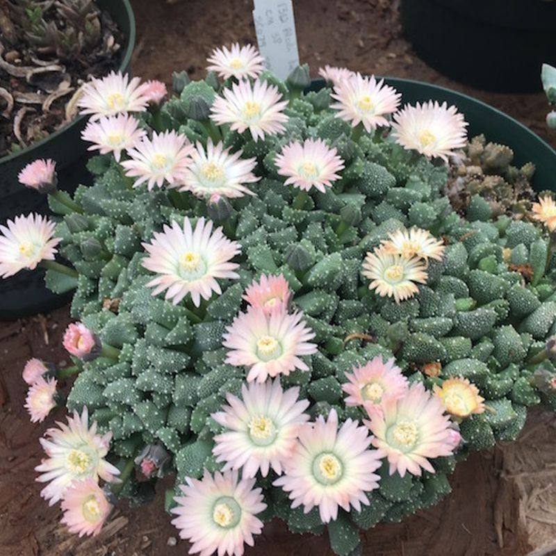 Aloinopsis luckhoffii CM38, Nananthus ou Titanopsis luckhoffii, graines, Aizoaceae, Mesembryantemaceae, Mésembs