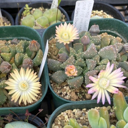 Aloinopsis luckhoffii CM38, Nananthus ou Titanopsis luckhoffii, graines, Aizoaceae, Mesembryantemaceae, Mésembs, Ficoïdaceae