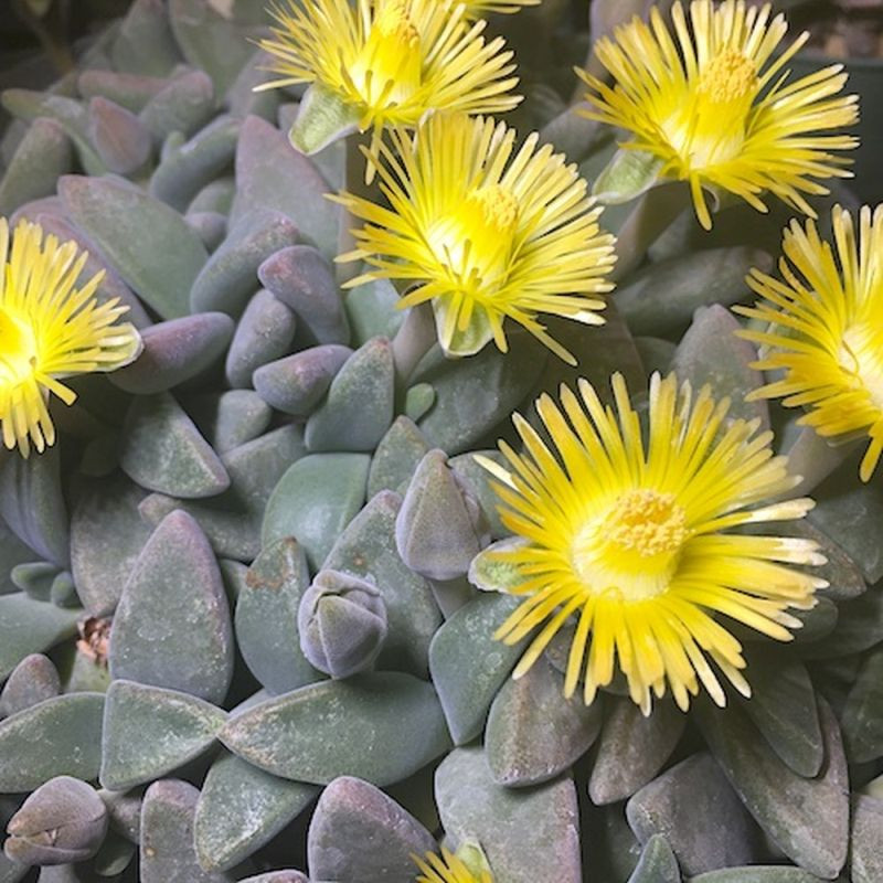 Aloinopsis peersii, Deilanthe, Nananthus peersii, graines, Aizoaceae, Mesembryantemaceae, mesembs