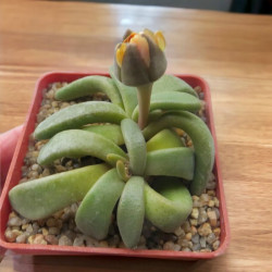 Aloinopsis peersii, Deilanthe, Nananthus peersii, graines, Aizoaceae, Mesembryantemaceae, mesembs